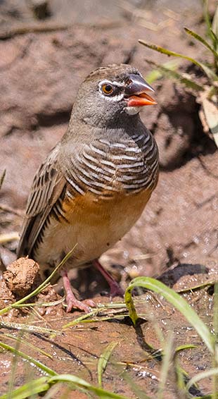 African Quailfinch female